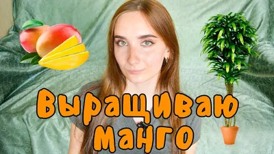 Мангифера индийская (лат. Mangifera indica, семейство Анакардиевые) - «?Как вырастить  манго из косточки в домашних условиях. Экзотическое дерево магнифера из  манго?» | отзывы