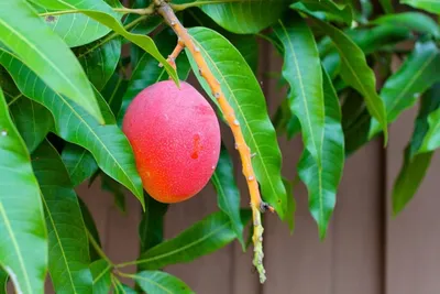 Как вырастить манго на подоконнике?: Общество: Облгазета