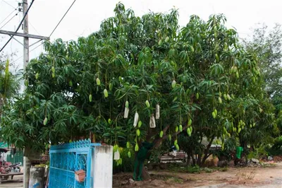 Вырастить манго из косточки - Растения– строение цветка, листа, виды  растений – съедобные и ядовитые, галлюциногенные и смертельные растения,  гистология