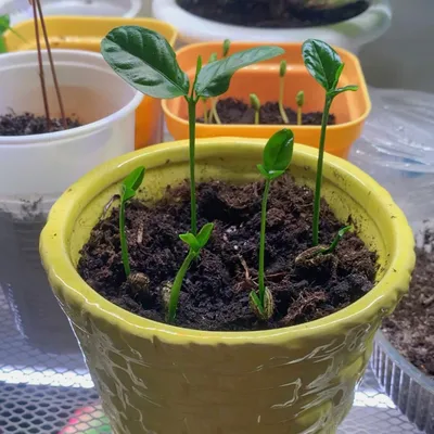 Как вырастить манго в домашних условиях из косточки