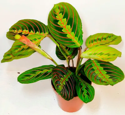 Фото: Маранта - необычное растение для вашего дома