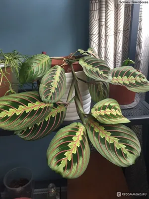 Картинка Маранты: почему это растение называют живой ковер