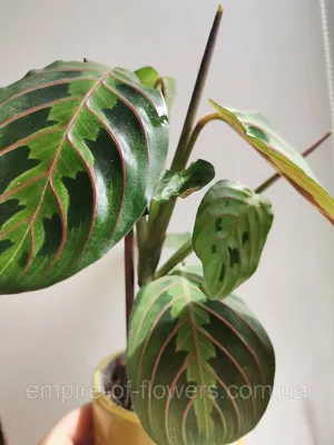 Изображение Маранты: почему это растение считается символом благополучия и процветания