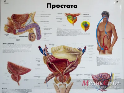 Массаж предстательной железы (простаты) для мужчин в Москве - цена,  записаться в клинику ОН КЛИНИК