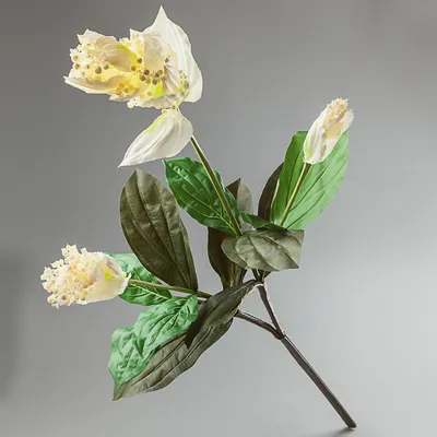 Фотография Мединиллы - уникальный подарок для любителей растений