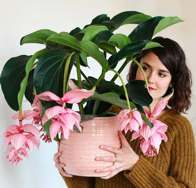 Фотография Мединиллы: красивое растение для украшения комнаты
