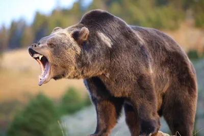 Медведь Гризли — стоковые фотографии и другие картинки Медведь - Медведь,  Чесать, Дерево - iStock
