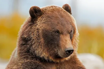 Медведь гризли рычать стоковое изображение. изображение насчитывающей  спутывать - 26609811