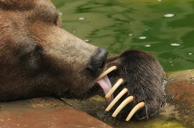 Медведь Гризли Крупным Планом В Экосистеме Йеллоустоуна — стоковые  фотографии и другие картинки Sable - Color - iStock