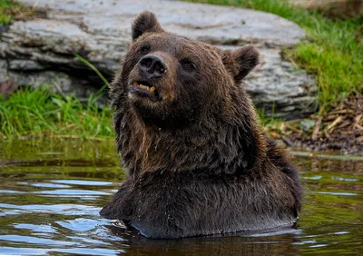 Медведь гризли.цифровое изображение» — создано в Шедевруме