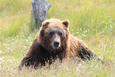 Медведь Гризли — стоковые фотографии и другие картинки Вид спереди - Вид  спереди, Аляска - Штат США, Без людей - iStock
