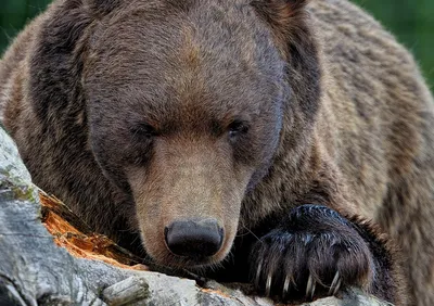 Медведь Гризли факты | Фактограм - интересные факты | Дзен