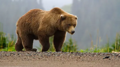 Нести Бурый Медведь Гризли - Бесплатное фото на Pixabay - Pixabay