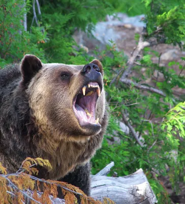 Медведь гризли Аляски любознательний Брайна Стоковое Изображение -  изображение насчитывающей любопытство, еда: 28607861
