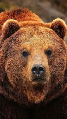Медведь гризли гипер-детализация …» — создано в Шедевруме
