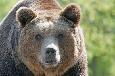 Два медведя гризли сошлись в завораживающем бою: видео