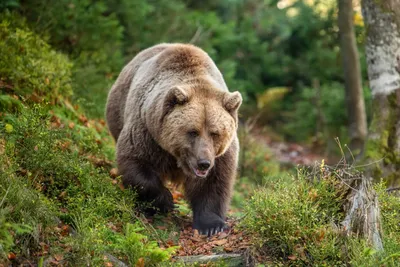 Бурый медведь гризли на заборе из черного металла · Бесплатные стоковые фото