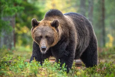 Медведь Гризли — стоковые фотографии и другие картинки Без людей - Без  людей, Большой, Бурый медведь - iStock