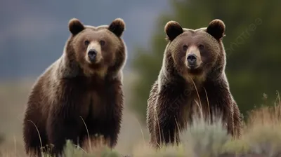 Brown bear | Медведь гризли, Медведи гризли, Картины с медведями