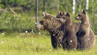 Ноги и когти медведя гризли Стоковое Фото - изображение насчитывающей  ангстрома, горизонтально: 26614226