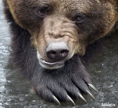 Огромный и злой медведь гризли с …» — создано в Шедевруме