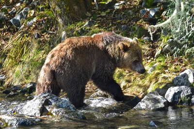 В Йеллоустоне медведь гризли напал на женщину: она погибла - ForumDaily