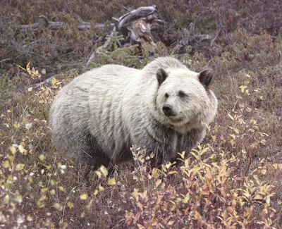два больших бурых медведя стоят на травянистом поле, картинка медведя гризли  фон картинки и Фото для бесплатной загрузки