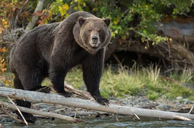 Медведь Гризли Профиль — стоковые фотографии и другие картинки Бурый медведь  - Бурый медведь, Вертикальный, Волосы животного - iStock