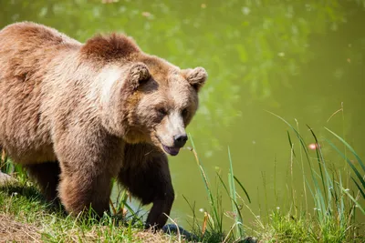 Большой медведь гризли во фраке …» — создано в Шедевруме