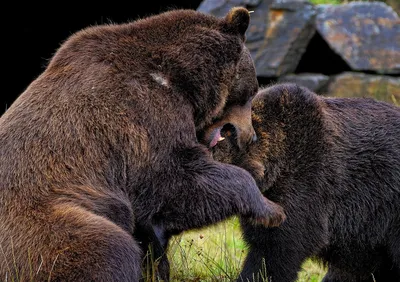 День медведя (45 фото) | Медведь, Бурые медведи, Медведи гризли