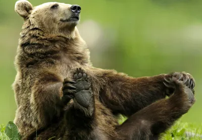 Знакомьтесь, медведь гризли ᐈ Параграф online.zakon.kz