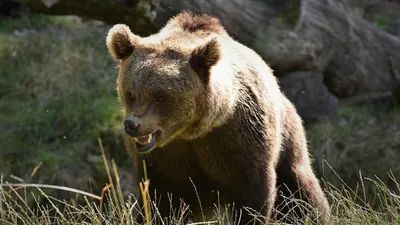 Медведь Гризли Дикая Природа - Бесплатное фото на Pixabay - Pixabay