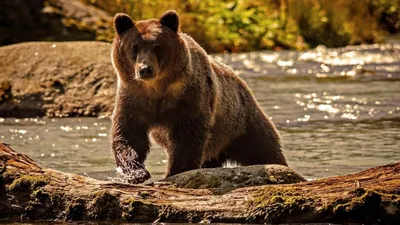 Медведь гризли идет у пруда · Бесплатные стоковые фото