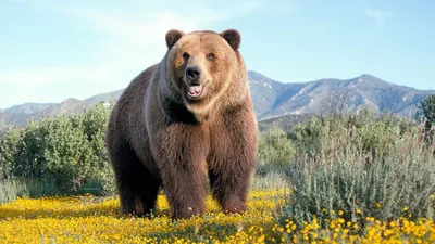 Гигант медведь гризли,выходит из …» — создано в Шедевруме
