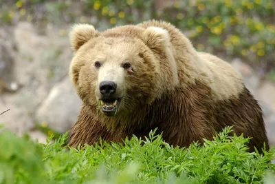 Медведь Гризли Профиль — стоковые фотографии и другие картинки 2015 - 2015,  Аляска - Штат США, Большой - iStock