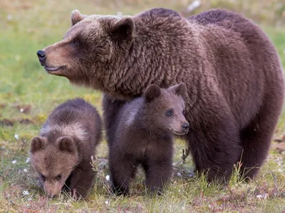 Мама-медведь служит лодкой своим 3 детям _russian.china.org.cn