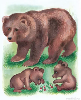 Добрый медведь | Раскраски, Медведь, Раскраска для детей
