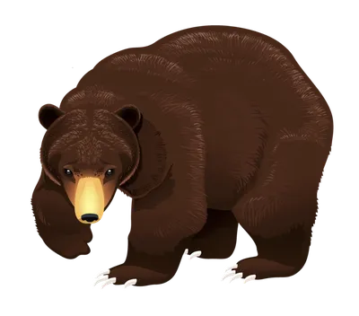 Картинки для детей медведь осенью - подборка