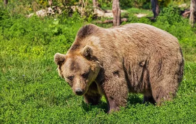 Абъюзивные отношения Маши и Медведя | Пикабу