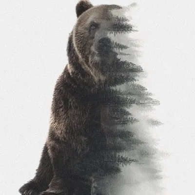 Стая медведей в лесу - 78 фото