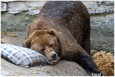 Медведь спит картинка фотографии
