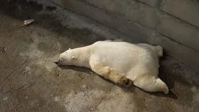 Фотография Бурые Медведи медведь Спит молодые женщины снега Животные