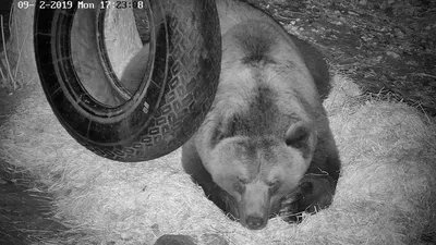 Обои на рабочий стол Бурый медведь гризли спит на гальке, Национальный  заказник Лейк Кларк, США, фотограф Erlend Krumsvik, обои для рабочего  стола, скачать обои, обои бесплатно