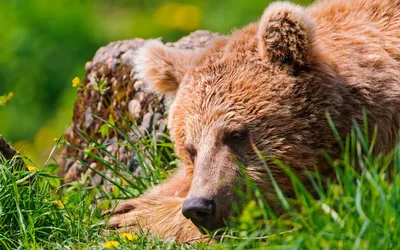 медведь гризли спит на камнях, медведь дремлет, Hd фотография фото фон  картинки и Фото для бесплатной загрузки