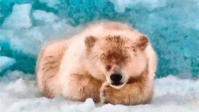 До весны: как спят медведи - Мослента