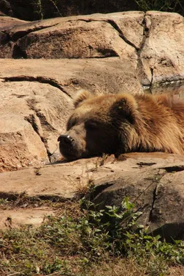 Большой Бурый Медведь Спит — стоковые фотографии и другие картинки Без  людей - Без людей, Благополучие животных, Бурый медведь - iStock
