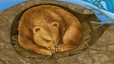 Коричневый медведь спит на лугу Стоковое Фото - изображение насчитывающей  рыбы, катмай: 162031370