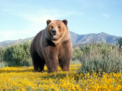 Медведь в картинках фотографии