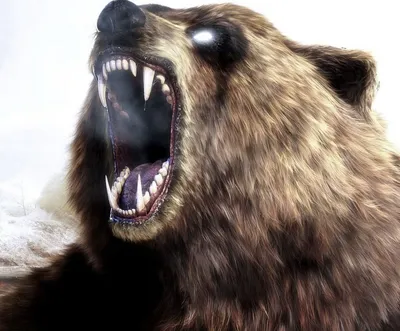 Медведь На Белом Фоне — стоковые фотографии и другие картинки В профиль - В  профиль, Медведь, Без людей - iStock