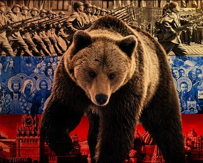 Картинки Бурые Медведи медведь животное